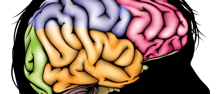 brein middagdip wat gebeurt er in je brein en lichaam